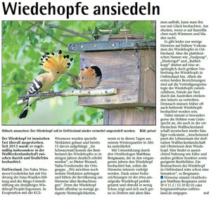 Read more about the article Wiedehopf wieder ansiedeln